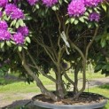 Rhododendron 'Catawbiense Boursault' - 3