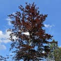 Fagus sylvatica 'Atropunicea' - Foto 1