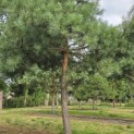 Pinus sylvestris - Foto 6