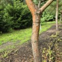 Pinus sylvestris - 10