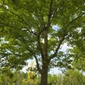 Acer palmatum - Foto 1