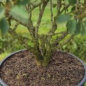 Hamamelis Mollis - 7
