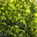 Carpinus betulus - 4