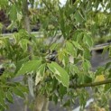 Acer negundo 'Flamingo' - Foto 4