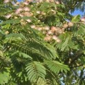 Albizia julibrissin - 6