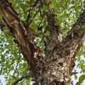 Betula Nigra - 2