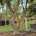 Rhododendron 'Progres' - 2