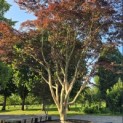 acer palmatum 'Atropurpureum' - Foto 1