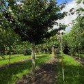 Parrotia persica - Foto 1