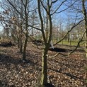 Carpinus betulus - 4