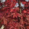 Acer palmatum 'Skeeter's Broom' - 2