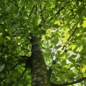Fagus sylvatica - juli 2026