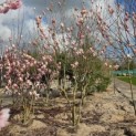 Magnolia 'Soulangeana' - Foto 1