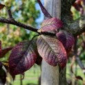Prunus padus 'Colorata' - 7