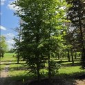 Carpinus betulus - 3
