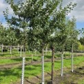 Prunus domestica 'Bleue de Belgique' - Foto 3