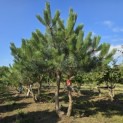 Pinus nigra 'Nigra' - 2