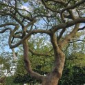 Acer palmatum 'Dissectum' - Foto 1