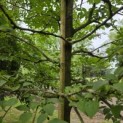 Styrax japonicus - 1