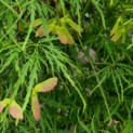Acer palmatum 'Dissectum' - 1