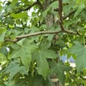 Liquidambar styraciflua - 4