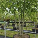 Tilia x europaea 'Pallida' - Foto 6