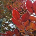 Fagus sylvatica 'Atropunicea' - Afbeelding 1