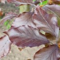 Fagus sylvatica 'Atropunicea' - Afbeelding 2