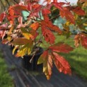 Acer griseum - Foto 7