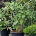 Magnolia 'Sargentiana' - 2