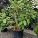 Magnolia 'Sargentiana' - 1