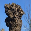 Salix Alba - 2