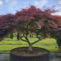 Acer palmatum 'Garnet' - 1