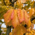 Parrotia persica - 3