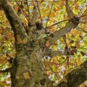 Platanus x hispanica - Foto 2
