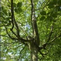 Fagus sylvatica - juli 2026