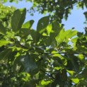 Prunus domestica d' Althan - Foto 5