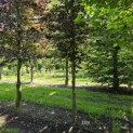Fagus sylvatica 'Riversii' - 3