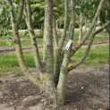 Cercidiphyllum japonicum - Foto 2