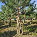 Pinus sylvestris - 4