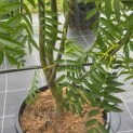Sorbus 'Dodong' - 2