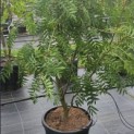 Sorbus 'Dodong' - 1