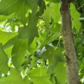 Liquidambar styraciflua - 4