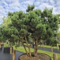 Pinus sylvestris 'Watereri' - 5