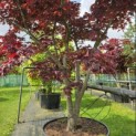 Acer palmatum 'Bloodgood' - 7