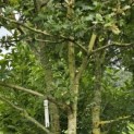 Quercus robur - Foto 5