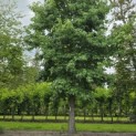 Liquidambar styraciflua - 2