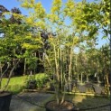 Gleditsia triacanthos 'Sunburst' - 1