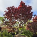 Acer palmatum 'Fireglow' - 3