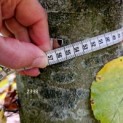 Fagus sylvatica - 2025 stam omtrek